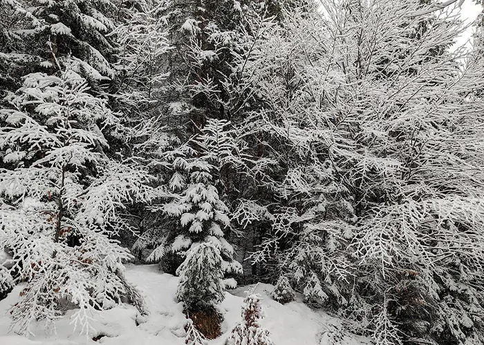 Luxury Eco-chalet Pino Achensee - Hike, Bike, For 6 Or Chalet *